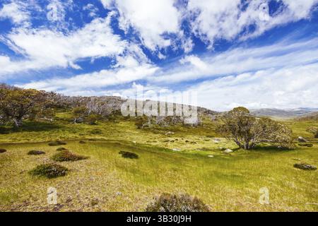 Blick auf die Landschaft entlang des Porcupine Walking Track an einem Sommertag im Kosciuszko National Park, Snowy Mountains, New South Wales, Australien, Kosciusz Stockfoto