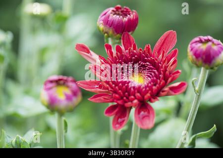 Chrysanths im Blumenbeet im Garten Stockfoto