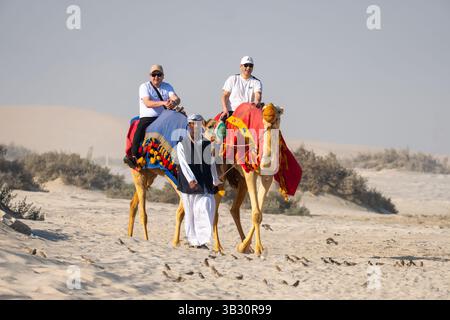 Doha, Katar, 31. Januar 2025: Ein Beduin reitet Touristen auf einem Kamel durch die Wüste. Stockfoto