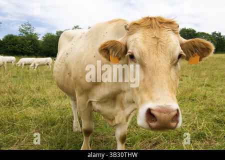 Die französischen Charolais-Kühe in grünen Feldern Stockfoto