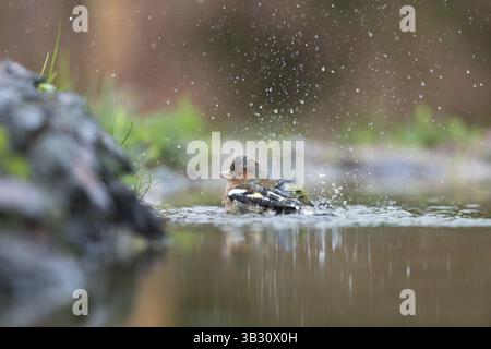 Einzelne weibliche finke, die in Naturgewässern baden Stockfoto