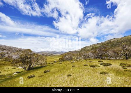 Blick auf die Landschaft entlang des Porcupine Walking Track an einem Sommertag im Kosciuszko National Park, Snowy Mountains, New South Wales, Australien, Kosciusz Stockfoto