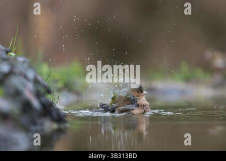 Einzelne weibliche finke, die in Naturgewässern baden Stockfoto