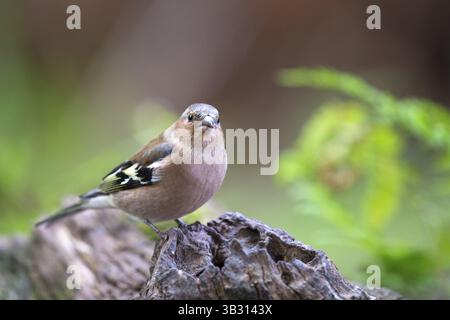 Weibliche gemeinsame Buchfink auf Baumstamm Stockfoto