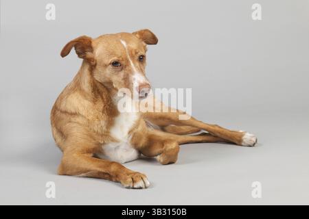 Spanischer Podenco Andaluz auf grauem Hintergrund Stockfoto