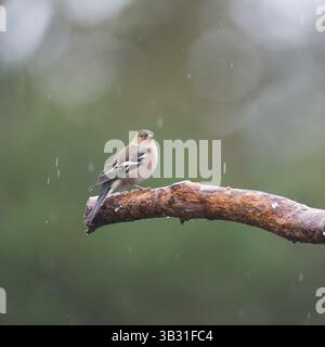 Ein weiblicher finke, der auf einem Ast ruht Stockfoto