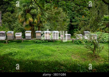 Holzstöcke in Bienenstöcken stehen in Reihe auf grünem Gras, umgeben von tropischen Pflanzen. Imkerei, Bienenzucht zur Herstellung von umweltfreundlichem Honig und Bienenprodukten Stockfoto