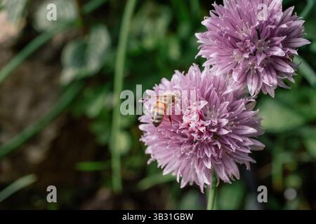 Honigbiene bestäubt lila Schnittlauchblüte Stockfoto