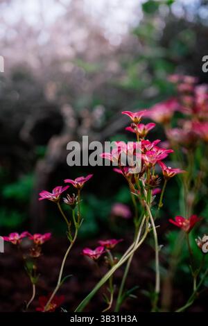 Kleine rosa Wildblumen wachsen auf einer Waldlichtung mit traumhaftem Bokeh Stockfoto