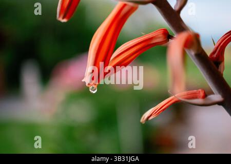 Orangen-Aloe-Vera-Blüten mit einem Morgentaupe Stockfoto