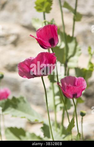 Rosa Mohn draußen in der Sonne gegen Wand Stockfoto