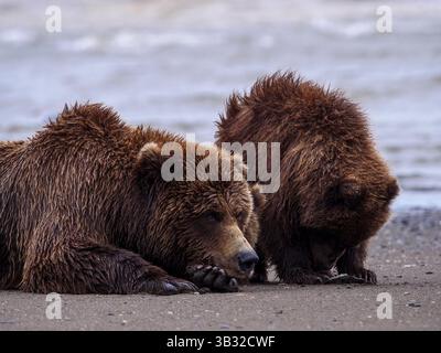 Küsten-Braunbär (Ursus Arctos) Weibchen und Jungtier in SüdzentralAlaska, USA. Grizzlybärenfamilie in natürlicher Umgebung, die die Schönheit der Tierwelt zeigt. Stockfoto