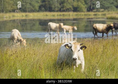 Piemonteser Rinder Kühe trinken in Natur See Stockfoto