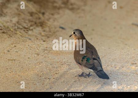 Eine kleine smaragdgrüne Holztaube auf einer Feldstraße im Kruger-Nationalpark, Südafrika, im frühen Morgenlicht. Stockfoto