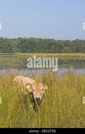 Piemonteser Rinder Kühe trinken in Natur See Stockfoto