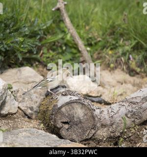 Einzelnen weiblichen Finch ruht auf Baumstamm im Wald Stockfoto