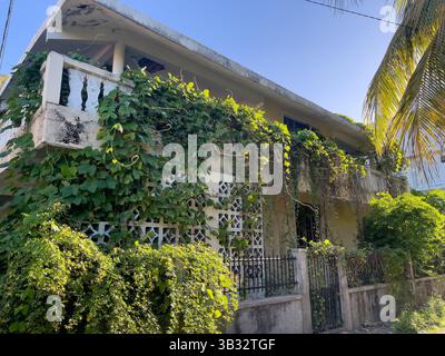 Ein verlassenes altes Haus, das mit grünem Efeu bewachsen ist, hat die Natur die Stadt erobert Stockfoto