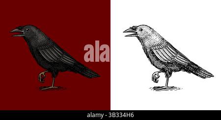 Schwarzer Krähenvogel. Halloween Hexerei und Hexerei Dinge Magier und Voodoo Hand gezeichnet Gravur Stock Vektor