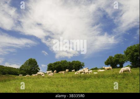 Weißen Charolais-Kühe in der französischen Landschaft Stockfoto