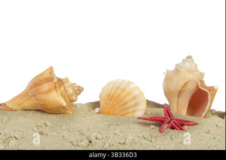 Muscheln und Seesterne im Strandsand Stockfoto