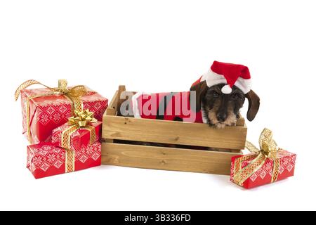 Dachshund mit rotem Anzug des Weihnachtsmannes in Holzkiste mit Luxusgeschenken isoliert über weißem Hintergrund Stockfoto