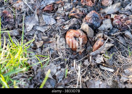 Verfaulte Äpfel auf Waldboden Stockfoto
