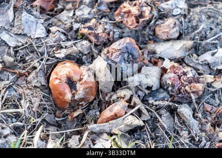 Verfaulte Äpfel auf Waldboden Stockfoto