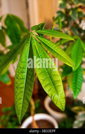 Pachira aquatica, eine tropische Feuchtblume, die gerne überwässert. Stockfoto