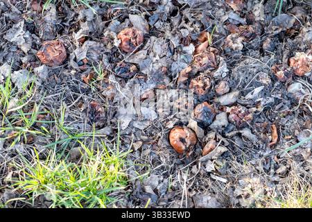 Verfaulte Äpfel auf Waldboden Stockfoto