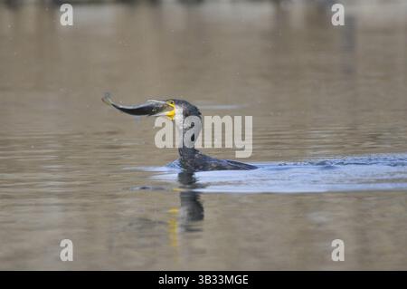 9. Januar 2016 – Kathmandu, NP, Nepal – Ein Wandervogel, neotroper Kormoran oder Olivakuumkormoran (Phalacrocorax brasilianus oder Phalacrocorax olivaceus), der am 8. Januar 2016 im Taudaha Wetland Lake am Rande von Kathmandu, Nepal, Fische fängt. Taudaha, der Schlangensee, ist einer der größten Rastplätze für die schönen, vom Aussterben bedrohten Zugvögel aus den südlichen Teilen Südostasiens sowie aus Afrika und Australien. Taudaha ist ein beliebtes Ziel für Vogelbeobachter und Anbeter. (Kreditbild: © Narayan Maharjan via ZUMA Wire) Stockfoto