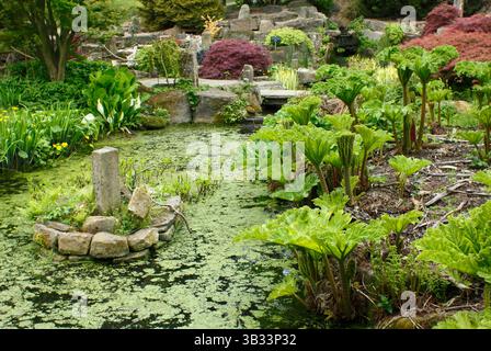 Sheffield Botanical Gardens Rock and Water Garden im Frühjahr mit wasserliebenden Pflanzen, Gunnera Tinctoria und Skunk Kohl und angrenzenden japanischen Ahornen Stockfoto