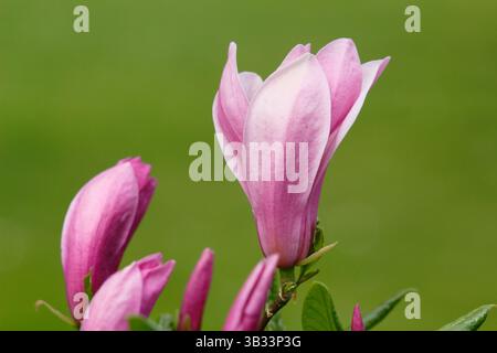 Magnolia Ann, ein spätblühender kompakter Zierbaum, der im April charakteristische dunkelrote Blüten zeigt. UK Stockfoto