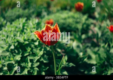 Eine einzelne rote, gesäumte Tulpe mit orangefarbenen Kanten hebt sich vor einem unscharfen Hintergrund aus grünem Laub und anderen unscharfen roten Tulpen ab. Das Bild ist Stockfoto