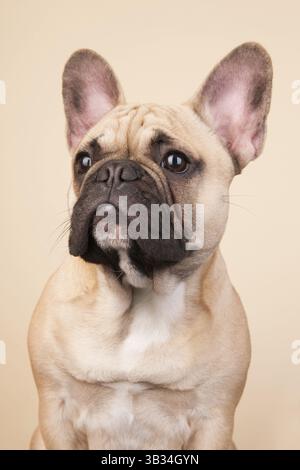 Französische Bulldogge Portrait im Studio auf blauem Hintergrund Stockfoto