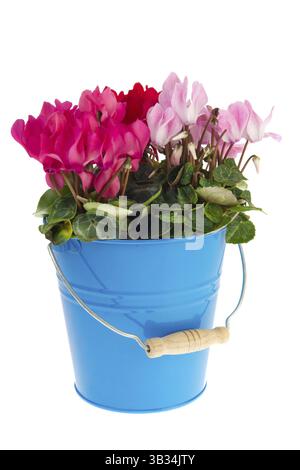 Blauen Eimer mit rosa und roten Cyclamen auf weißem Hintergrund Stockfoto