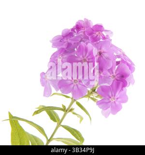 Lila Phlox Blüten isoliert auf weißem Hintergrund Stockfoto