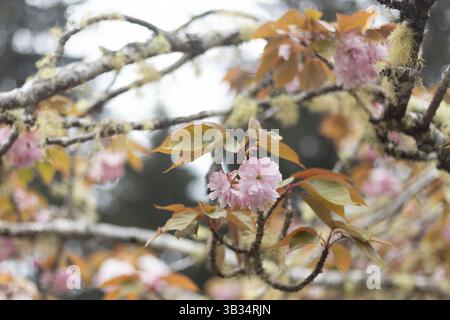 Rosa Blüten auf einem japanischen Kirschbaum. Stockfoto