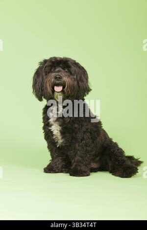 Kleiner schwarzer tibetischer Terrier auf grünem Hintergrund Stockfoto