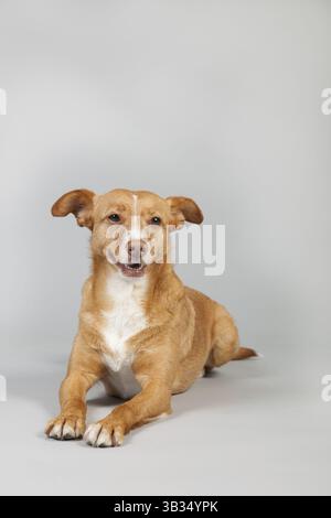 Spanischer Podenco Andaluz auf grauem Hintergrund Stockfoto