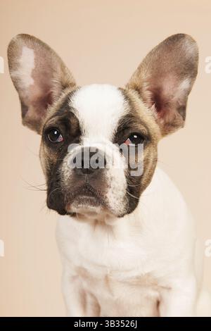 Französische Bulldogge Welpen im Studio auf Pastell Farbe beige Hintergrund Stockfoto