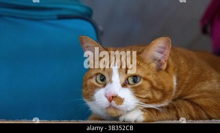 Süße Ingwerkatze, die neben Koffern liegt und von Urlaub und Reisen träumt Stockfoto