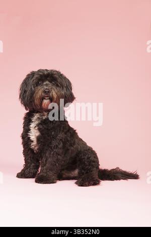 Kleiner schwarzer tibetischer Terrier auf rosa Hintergrund Stockfoto