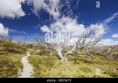 Blick auf die Landschaft entlang des Porcupine Walking Track an einem Sommertag im Kosciuszko National Park, Snowy Mountains, New South Wales, Australien, Ozeanien Stockfoto
