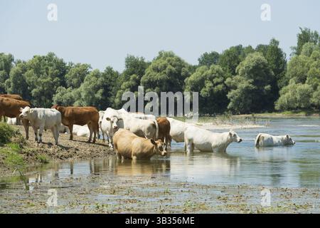 Fluss Doubs im westlichen Frankreich mit Rinder Kühe Charolais Stockfoto