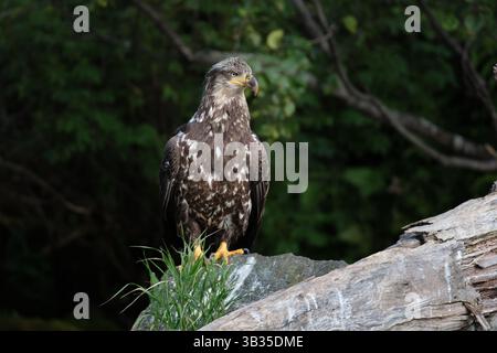 Junger Weißkopfseeadler in Alaska, der auf einem Felsen bei einem Baumstamm sitzt Stockfoto