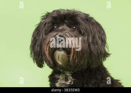 Kleiner schwarzer tibetischer Terrier auf grünem Hintergrund Stockfoto