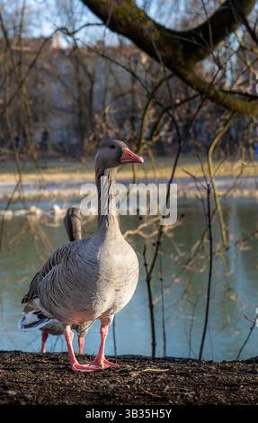Nahaufnahme einer Greylag-Gans, die bei weichem natürlichem Licht in der Nähe von Wasser warnt. Detailgetreues Tierporträt, aufgenommen in einer urbanen Natur. Stockfoto