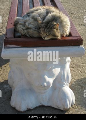 Katze, die sich zusammengerollt hat und auf der Bank schläft, Steinlöwen-Skulpturen stützen sie. Stockfoto