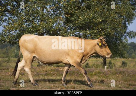 Piemonteser Rinder Kühe trinken in Natur See Stockfoto