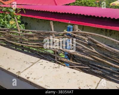 Signagi, Georgien. Alter rustikaler Weidenzaun mit Humulus lupulus Pflanze. Traditioneller handgefertigter Flechtzaun im Dorf Stockfoto